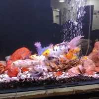 ماهی|ماهی|قم, شهرک شهرداری|دیوار