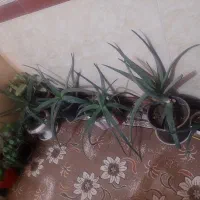 گل آلوورائه