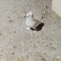 کفتر|پرنده|یزد, |دیوار