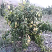 نهالستان پالیز دارای مجوز جهاد کشاورزی|خدمات باغبانی و درختکاری|شهرضا, |دیوار