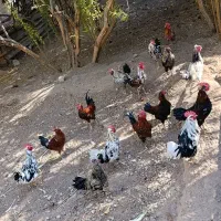 خروس جوان نژاد گلین لری اصل