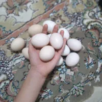 تخمرغ محلی