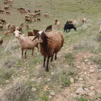 میش گوسفند جوان