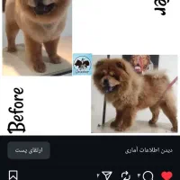 آرایشگر حیوانات (تخصصی)درمنزل شماوکلینیک|خدمات پیشه و مهارت|تهران, تهرانپارس غربی|دیوار