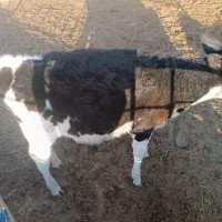 گوساله ماده سیمینتال|حیوانات مزرعه|کاشمر, |دیوار