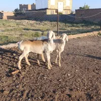 بره قوچ چینی