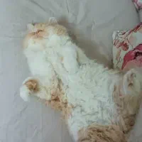 گربه برتیش نر، فرصت نگهداری آسان|گربه|کرج, فاز ۱ مهرشهر|دیوار