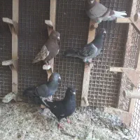 ۵تا کفتر ارزان