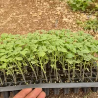 سالن تولید (نشا) کشت آزاد|خدمات باغبانی و درختکاری|بندرعباس, |دیوار