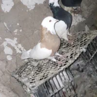 یه چخ ۱۵تایی