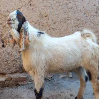 بز غاله پاکستانی