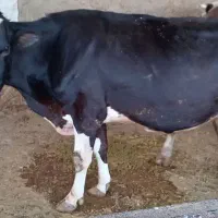 گاوه و گوساله|حیوانات مزرعه|نهاوند, |دیوار
