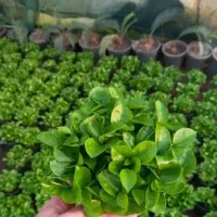 سبزه نارنج ۲۰۰۰ عدد