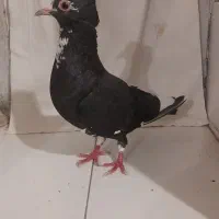 پلنگ مفت