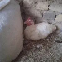 مرغ کت..ومرغ محلی