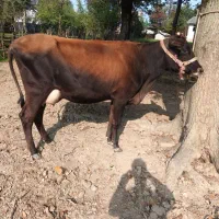 فروش گاو بران سوئیسی (زایمان اول)بدون گوساله|حیوانات مزرعه|رضوانشهر, |دیوار