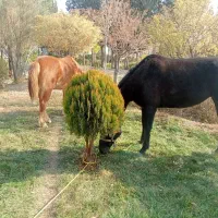 مادیان|اسب و تجهیزات اسب‌سواری|دشتابی, |دیوار