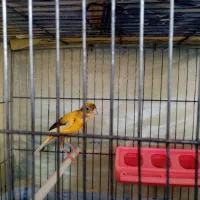 قناری ماده ابلق یه سر