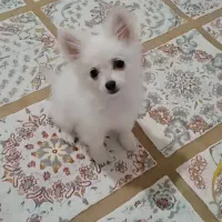 توله پامرانین