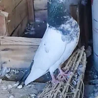 کبوتر کله ای کاشونی