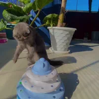 گربه اسکاتیش فولد