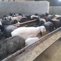 میش داشتی|حیوانات مزرعه|قم, تعویض پلاک|دیوار