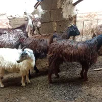 فروش 16تا بزغاله نروماده چاق خمیر
