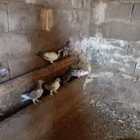 فروش  10 عدد کفتر   جفتی  300هزار تومان.|پرنده|رودشت (چهارمحال و بختیاری), |دیوار