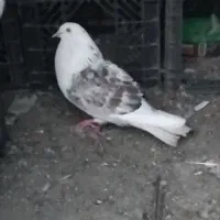 کبوتر|پرنده|کوهدشت, |دیوار