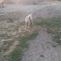 به علت فروش گوسفند|سگ|شاهین دژ, |دیوار