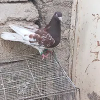 کله سرخ نر و کله سبز نر|پرنده|مرودشت, رامجرد یک|دیوار