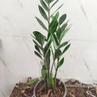 گل و گیاه زامفولیا