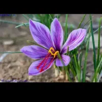 گل زعفران تازه و خشک فروشی عیاربالا