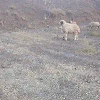 شیشگ فروشی به شرت سالمی