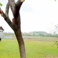 زمین مسکونی 255 متری کردمحله ویو ابدی فوری