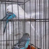 مرع عشق|پرنده|مشکین‌دشت, |دیوار