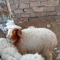 گوسفند بره نر چاق