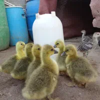 جوجه بوقلمون و جوجه غاز و بوقلمون|حیوانات مزرعه|جویبار, |دیوار