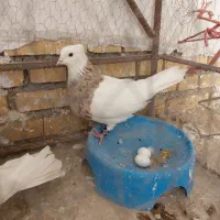 طوقی آجری|پرنده|دهلران, |دیوار