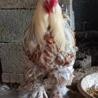 خروس برهما اصل