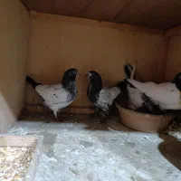 ۱۶ تا جوجه پاکستانی