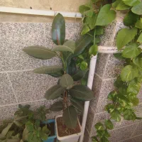 گل آپارتمانی فیکوس