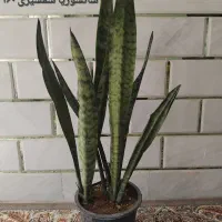 انواع گل و گیاه طبیعی|گل و گیاه طبیعی|قم, آزادگان|دیوار