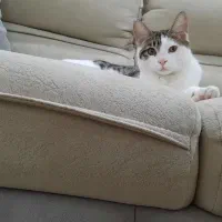 واگزاری گربه