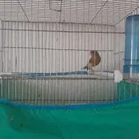 قناری|پرنده|مرودشت, ثبت احوال|دیوار