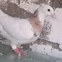 کبوتر طوقی|پرنده|اردل, |دیوار