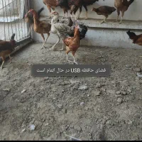 ۲۷ مرغ خروس نیمچه جوجه لاری|حیوانات مزرعه|بندرعباس, |دیوار