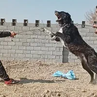 سگ قدرجونی|سگ|فلاورجان, |دیوار