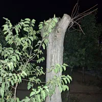 چوب درخت گردو