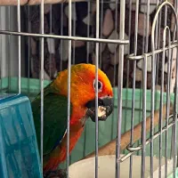 سان کانور خورشیدی|پرنده|اردبیل, |دیوار